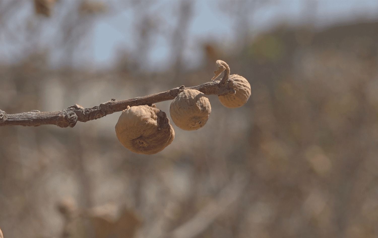 کەمیی پڕۆژەی ئاودێری هەڕەشە لە هەنجیری شنگال دەکات؛ شەش هەزار دارهەنجیر وشکبوون