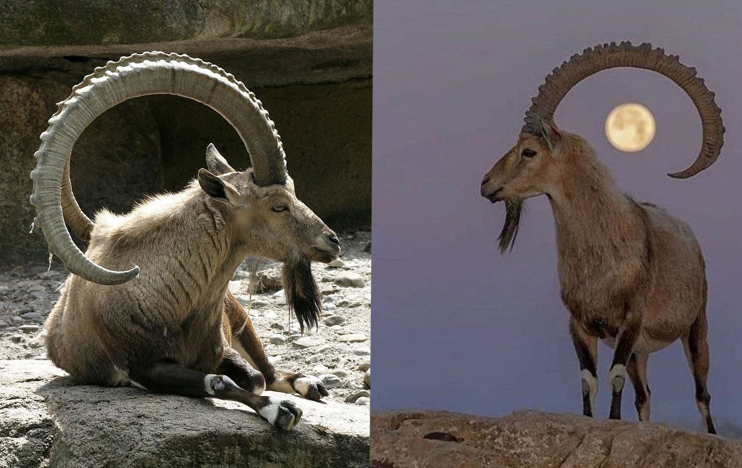 Pezkovî / Wêne: Rûdaw Grafîk