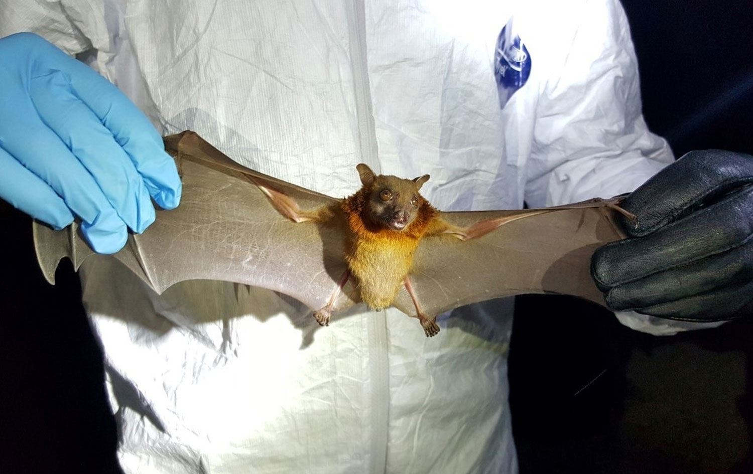 Araştırmada, yarasalarda çok çeşitli DNA ve RNA virüsleri tespit edildi