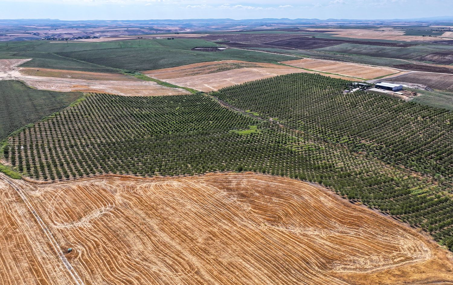 AMED - Cotkar êdî behîvan diçînin