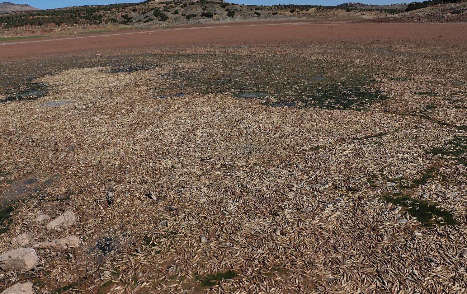 Di Gola Masiyan de bi hezran masî mirar bûn / Wêne: AA