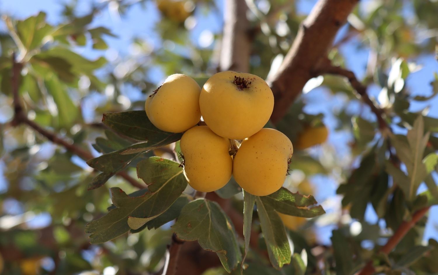 Dara guhîjê / Wêne: AA