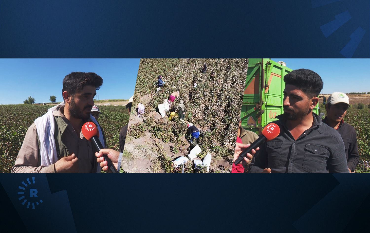 Dîmenê zeviyekî pembo li Amedê\Wêne: Rûdaw