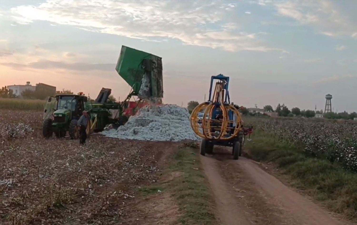 Li Rihayê çinîna pembo dest pê kir / Wêne: Rûdaw