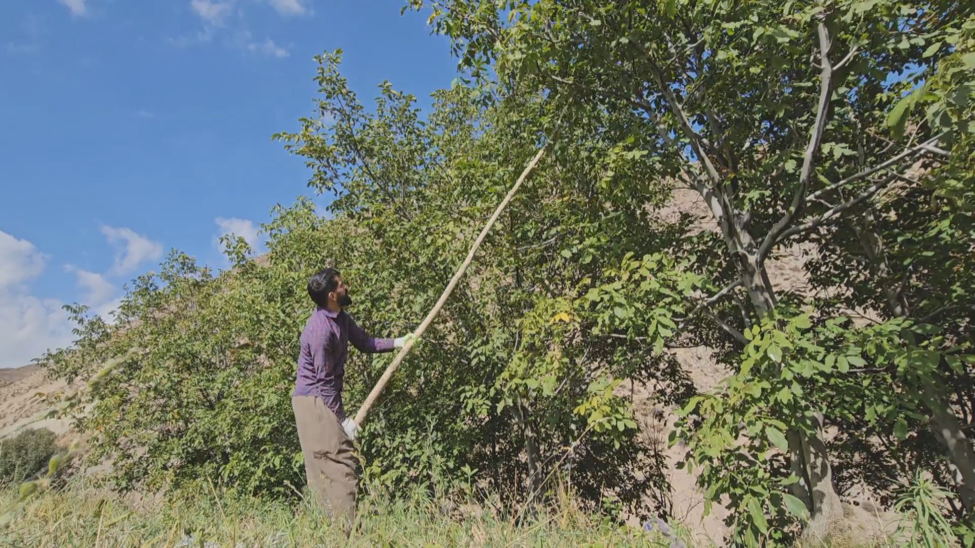 گوێز تەکاندن لە هەموو ناوچەکانی رۆژهەڵاتی کوردستان دەستیپێکردووە