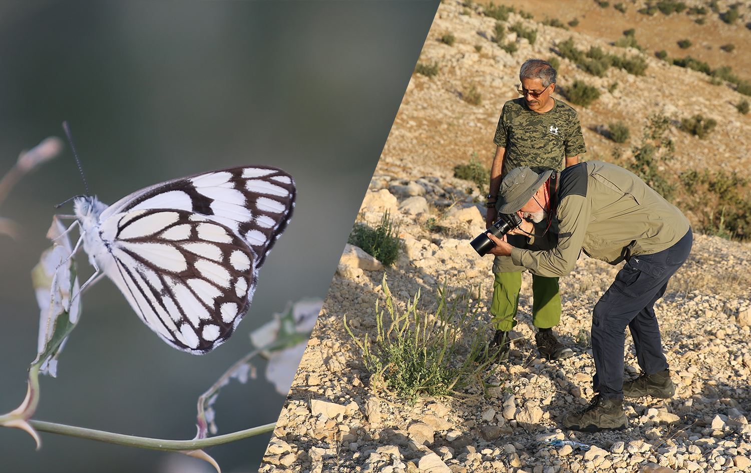 Li Sêrtê wêneyê pelîtanka belenois aurotayê hat girtin