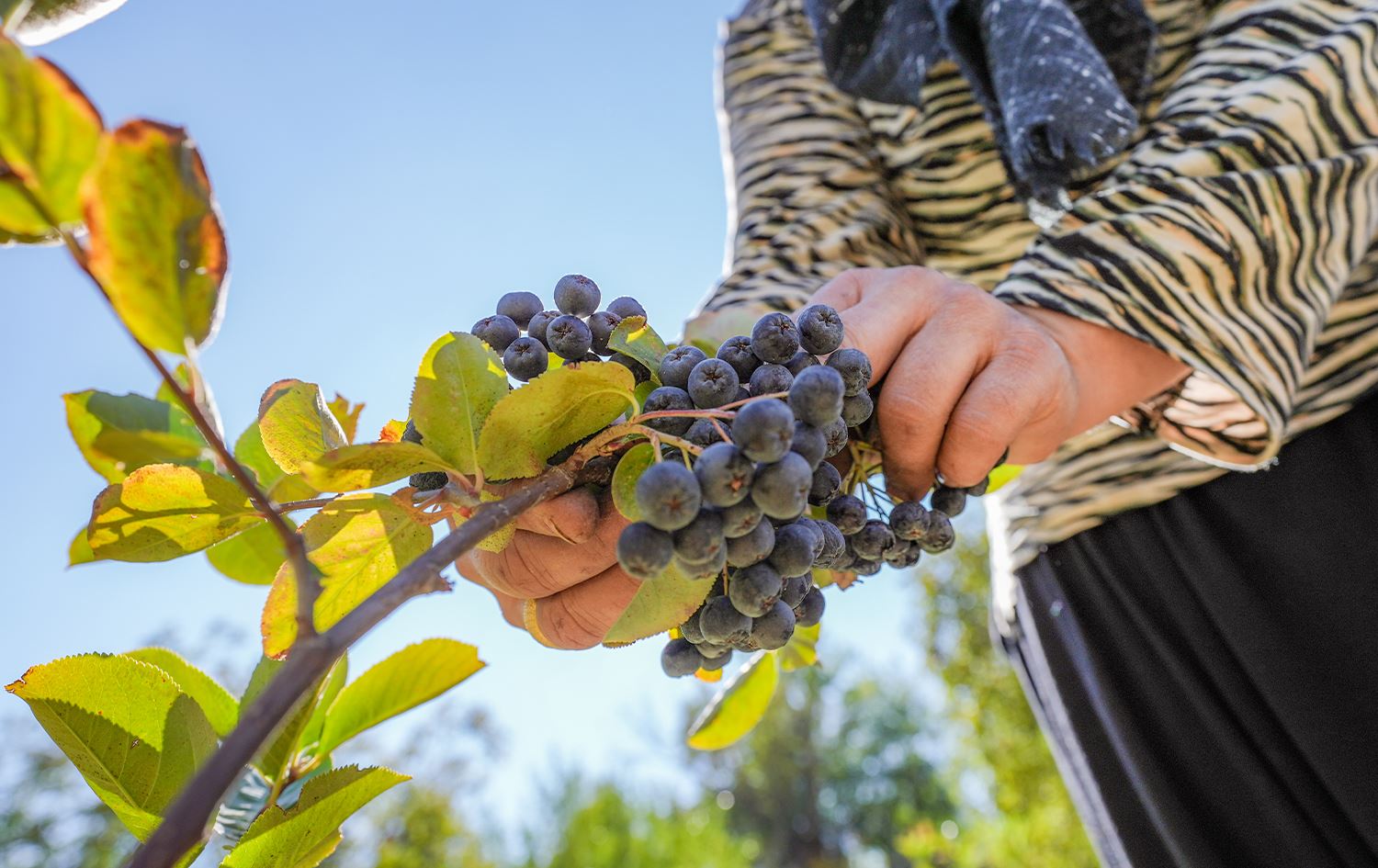 Fêkiya Aronyayê / Wêne: AA