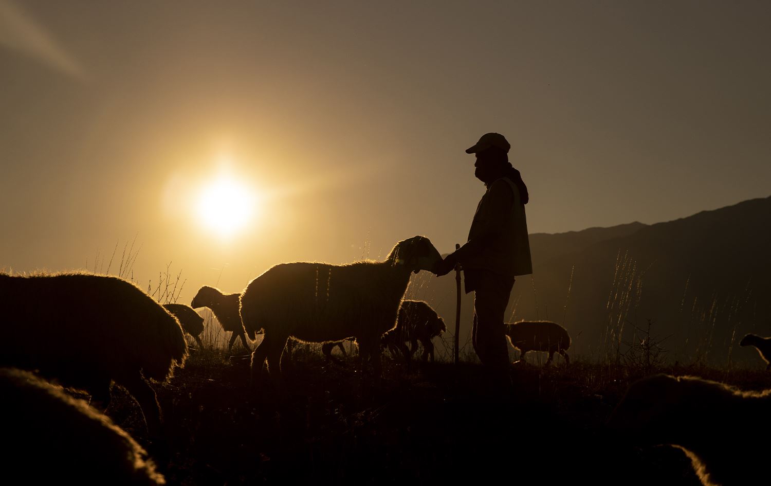 Koçerekî ku zozanan vedigere/Wêne: AA