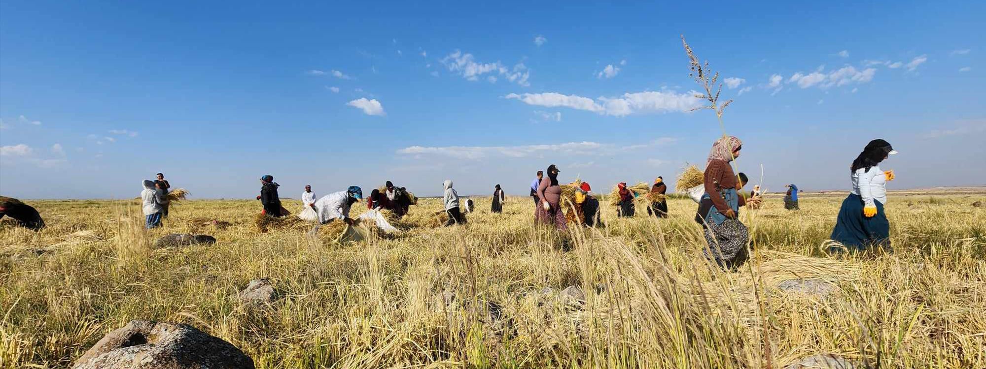 وەرزی دروێنەی برنجە لە قەرەجداخی باکووری کوردستان