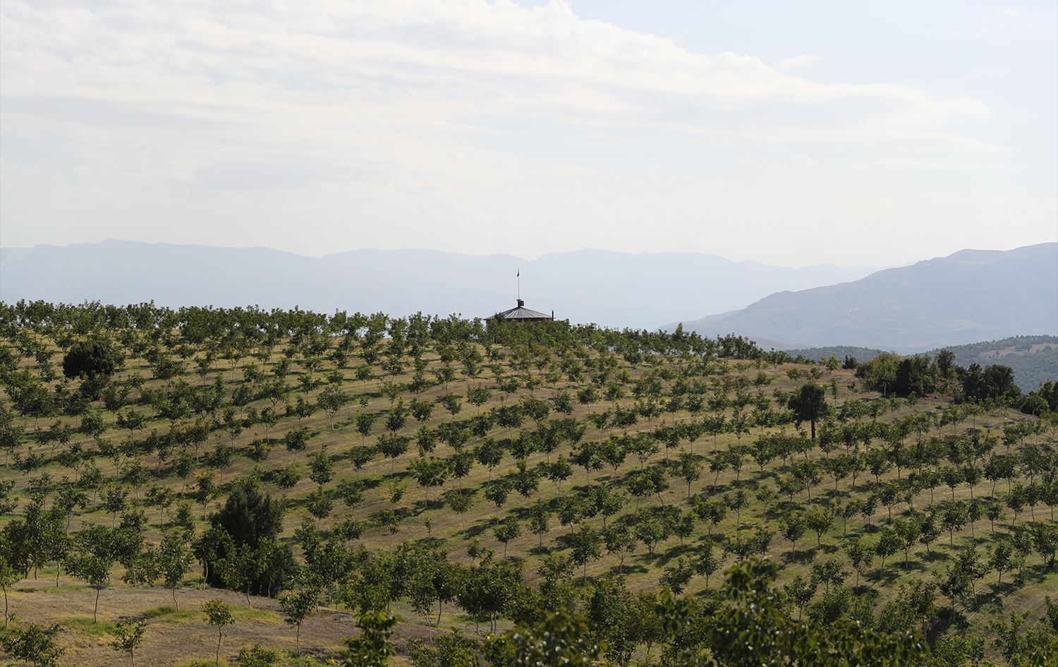 Darên gûzan/Wêne: AA