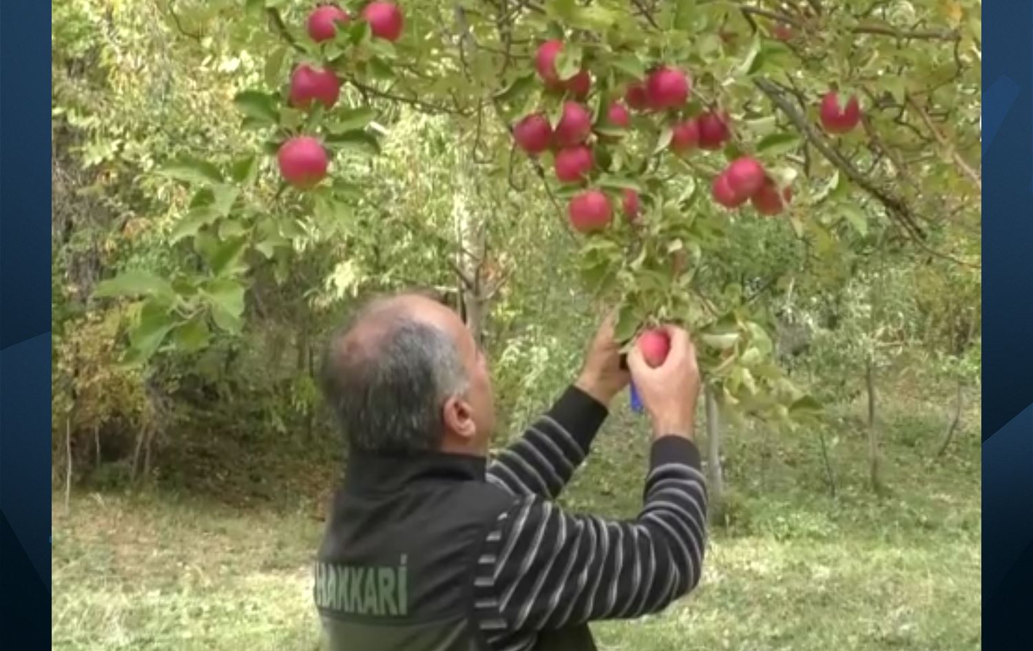Baxçeyeke sêvan a li Colemêrgê/Wêne: AA