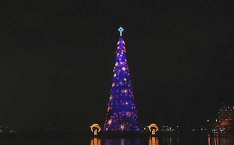 سێیەم بەرزترین درەختی جیهان ناوی چووە نێو کتێبی گینس