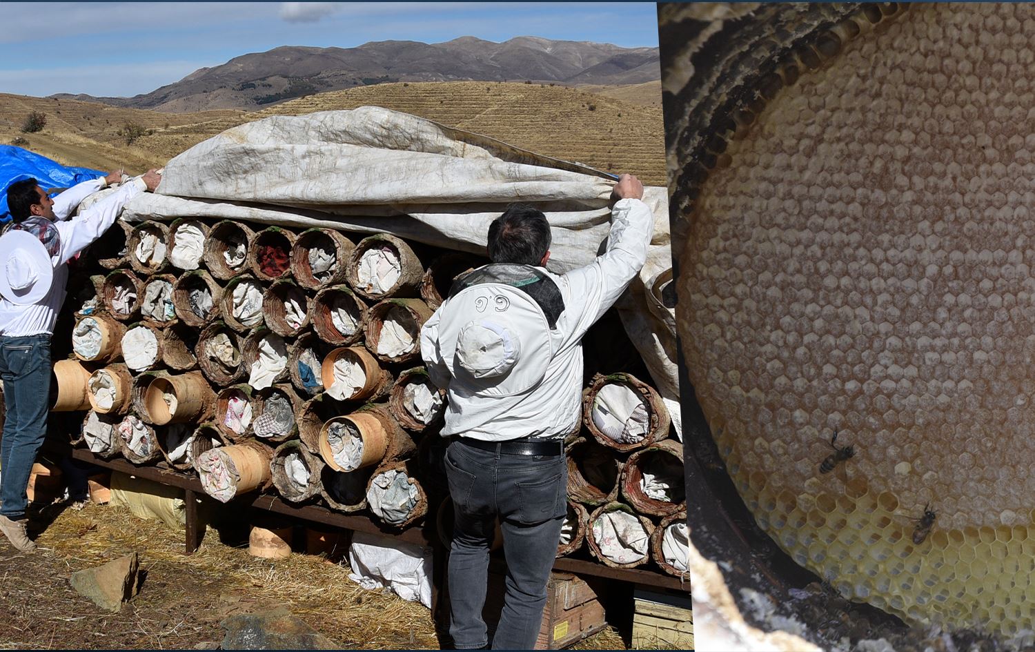 Li Zozanên Bidlîsê berhevkirina hingiv berdewam dike / Wêne: AA