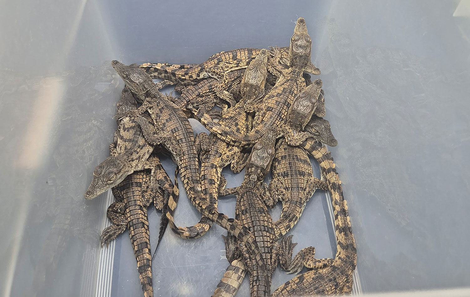 Sabiha Gökçen Havalimanı'nda yolcunun valizinden Nil timsahları çıktı. /Foto: AA