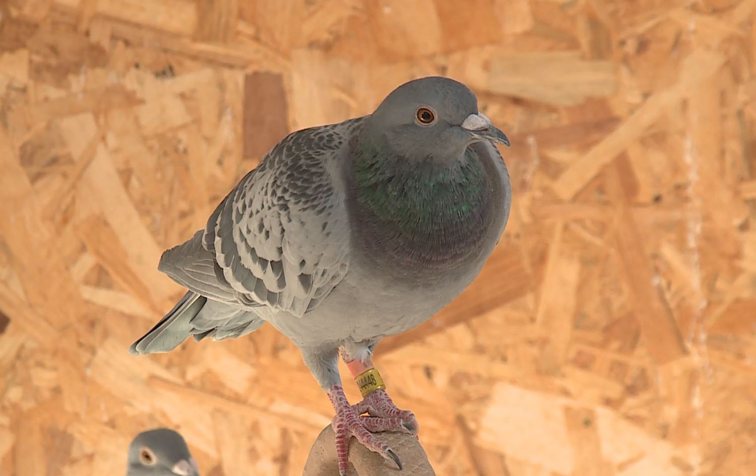 لە هەولێر ئامادەکاری بۆ "گەورەترین" پێشبڕکێی کۆتری نامەبەر دەکرێت