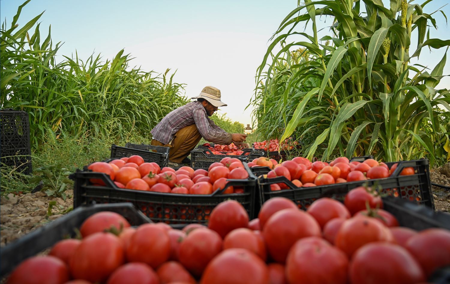 کشتوکاڵی دهۆک: 5,000 جووتیار کاری بەرهەمهێنانی تەماتە دەکەن