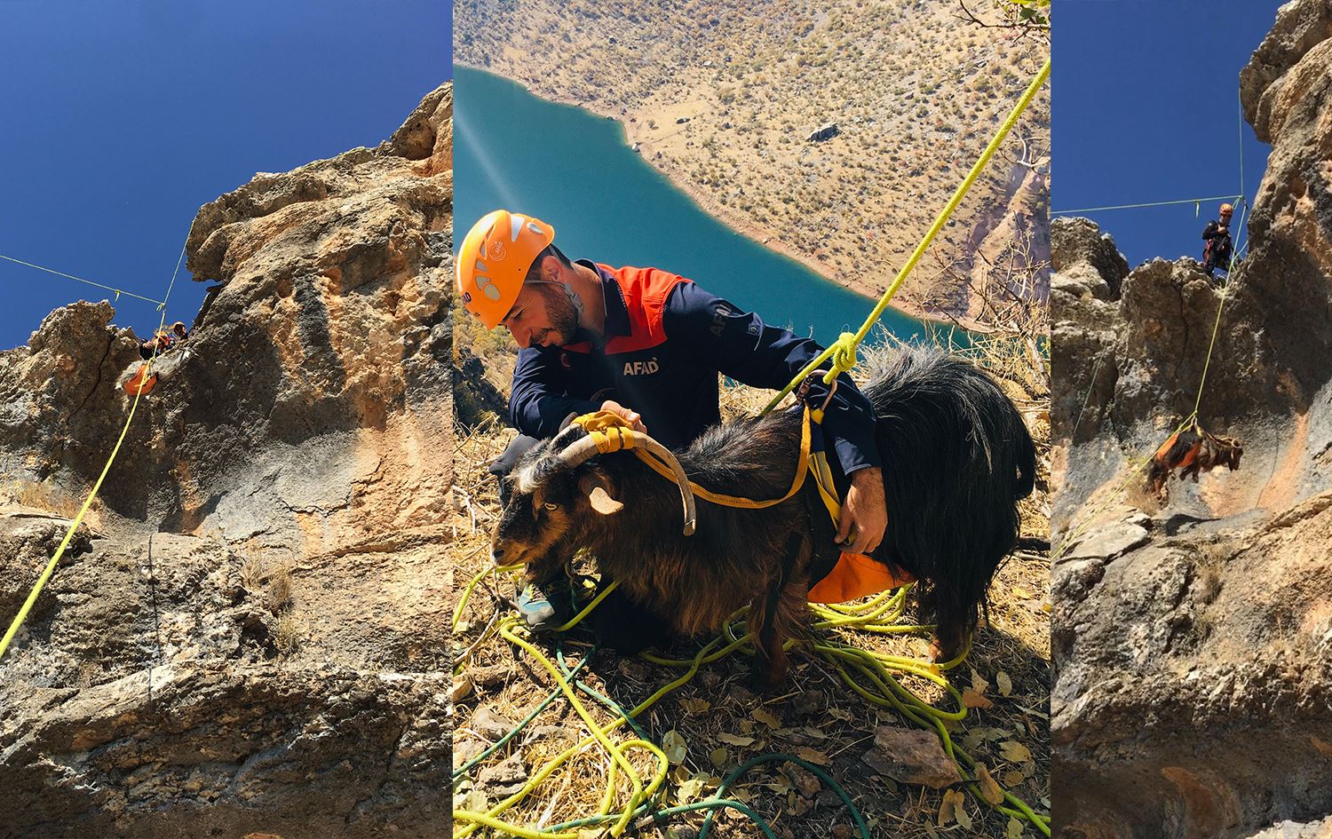 Wêneyên rizgarkirina bizinan / Wêne: AA