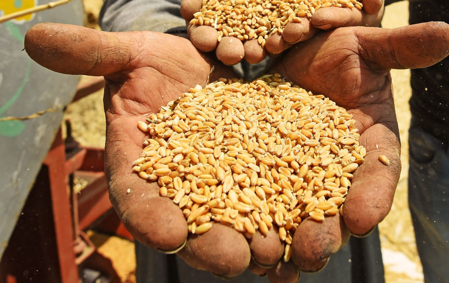 التجارة العراقية: تسديد 400 مليار دينار لمستحقات الفلاحين في 5 محافظات