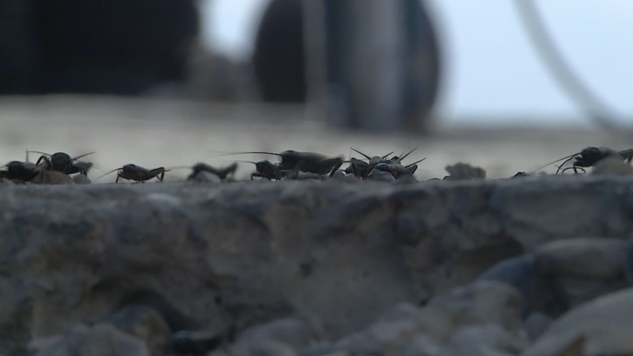 Crickets invade ancient Christian town in Iraq