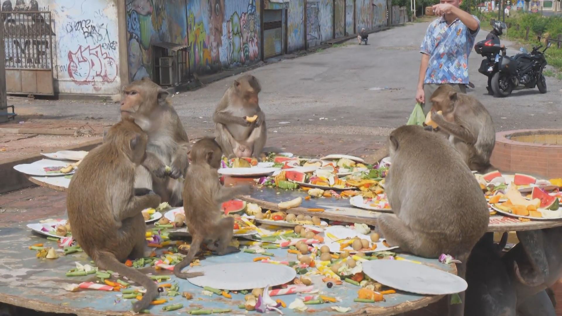 لە شارێکی تایلاند مەیموونەکان بوونەتە سەرچاوەی زیادکردنی داهاتی گەشتیاری