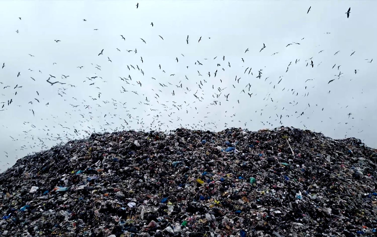 Seagulls scavenge food from Duhok landfill