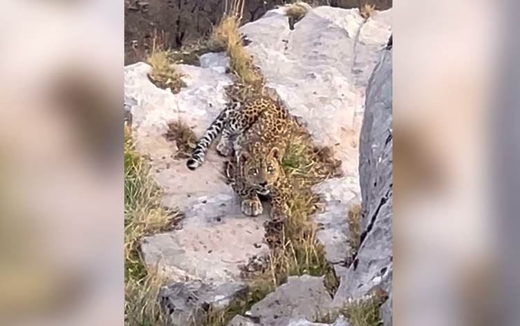 Pilingê ku hatiye dîtin/Wêne: Ji ber dîmenan