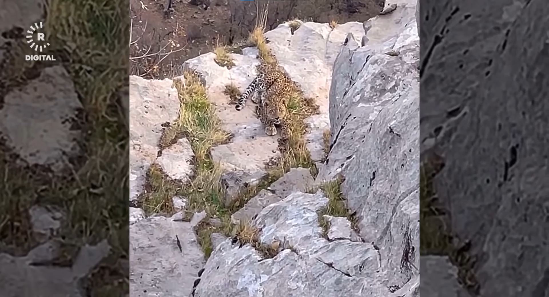 Rare Persian leopard spotted in Erbil mountains