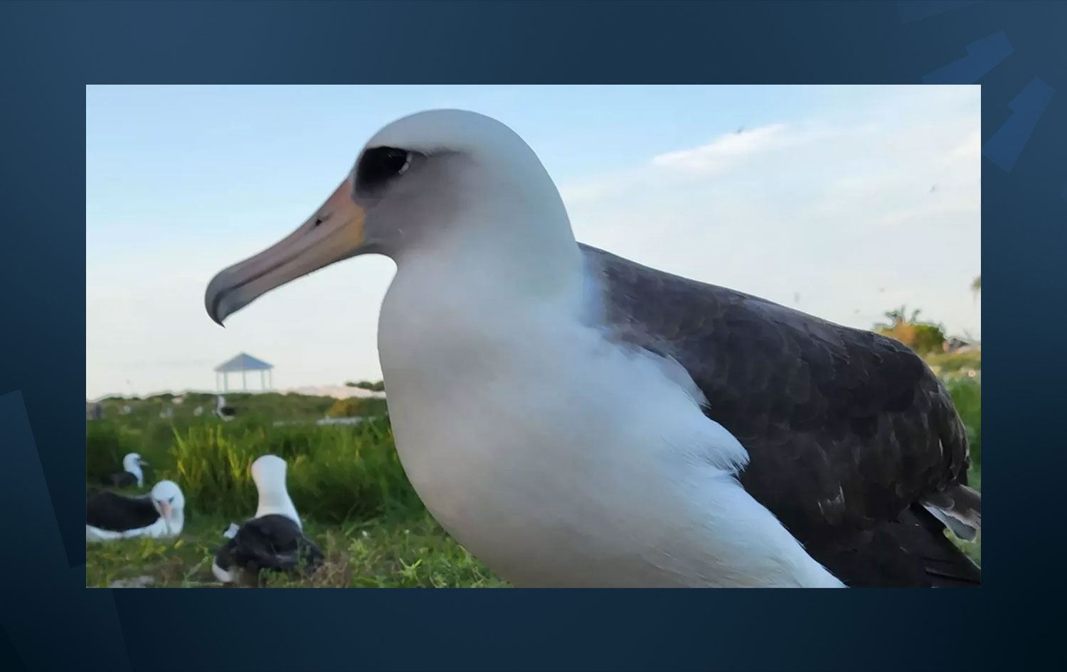 Foto: ABD Balık ve Yaban Hayatı Servisi