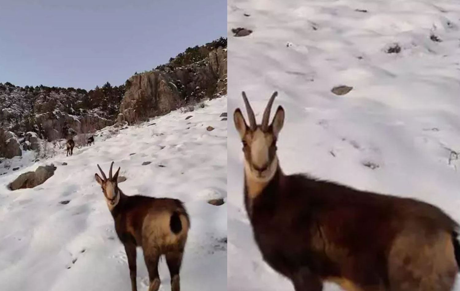 Keng dumba seksi video