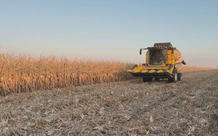 Mardin ve Urfa'da çiftçiler mağdur: 'Bakanlık mısır ekim yasağını geri alsın'