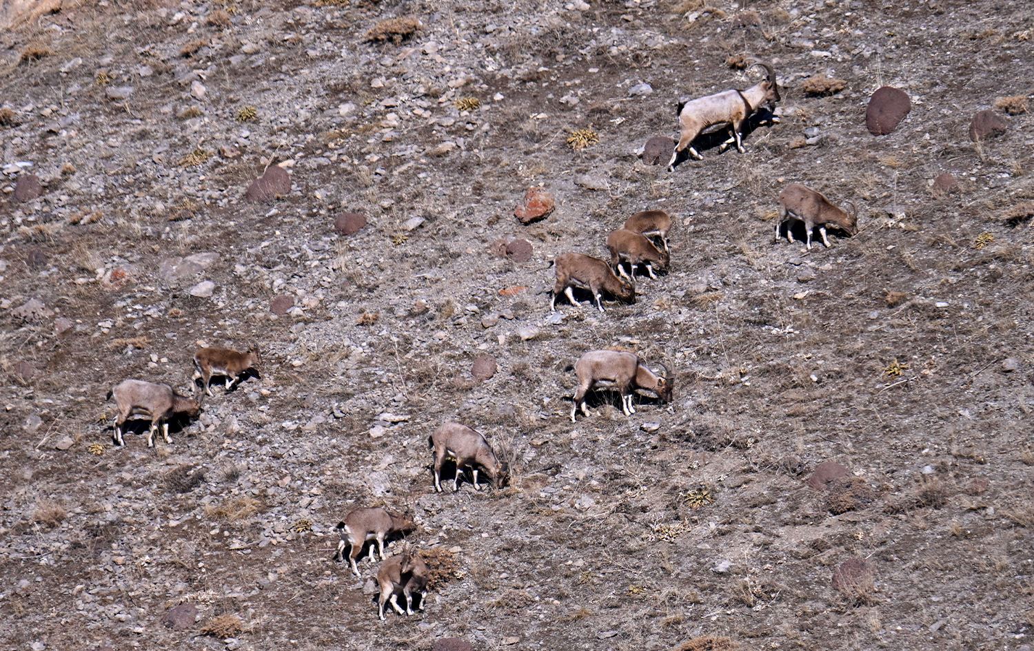 Keriyên pezkoviyan\ Wêne: AA