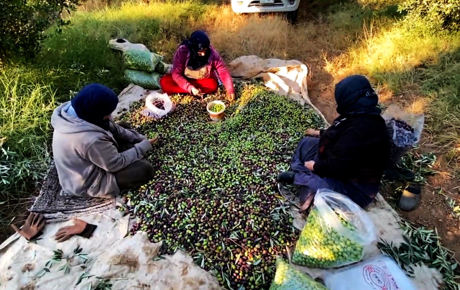 Olive farming thrives in Duhok
