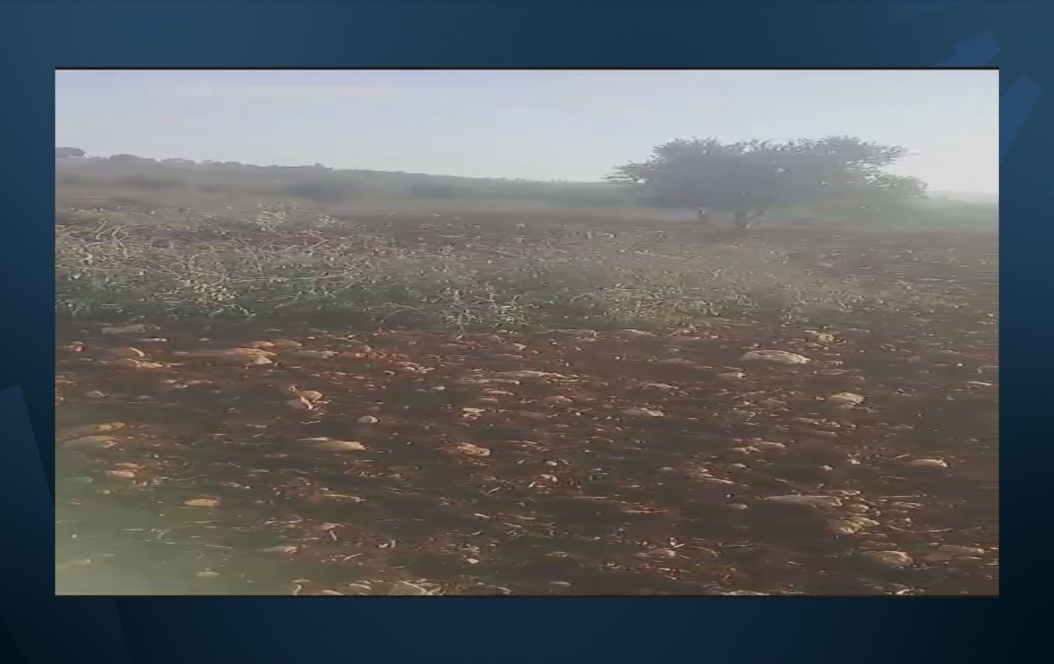 Darên zeytûnan ên ku hatine birîn //Wêne: Ji vîdeoyê