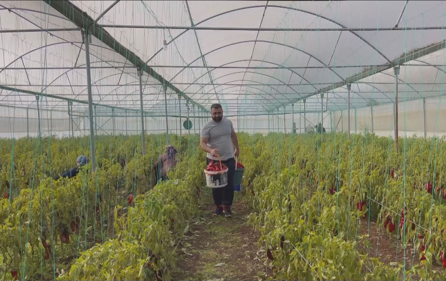 Li Rihayê sera roj bi roj zêde dibin