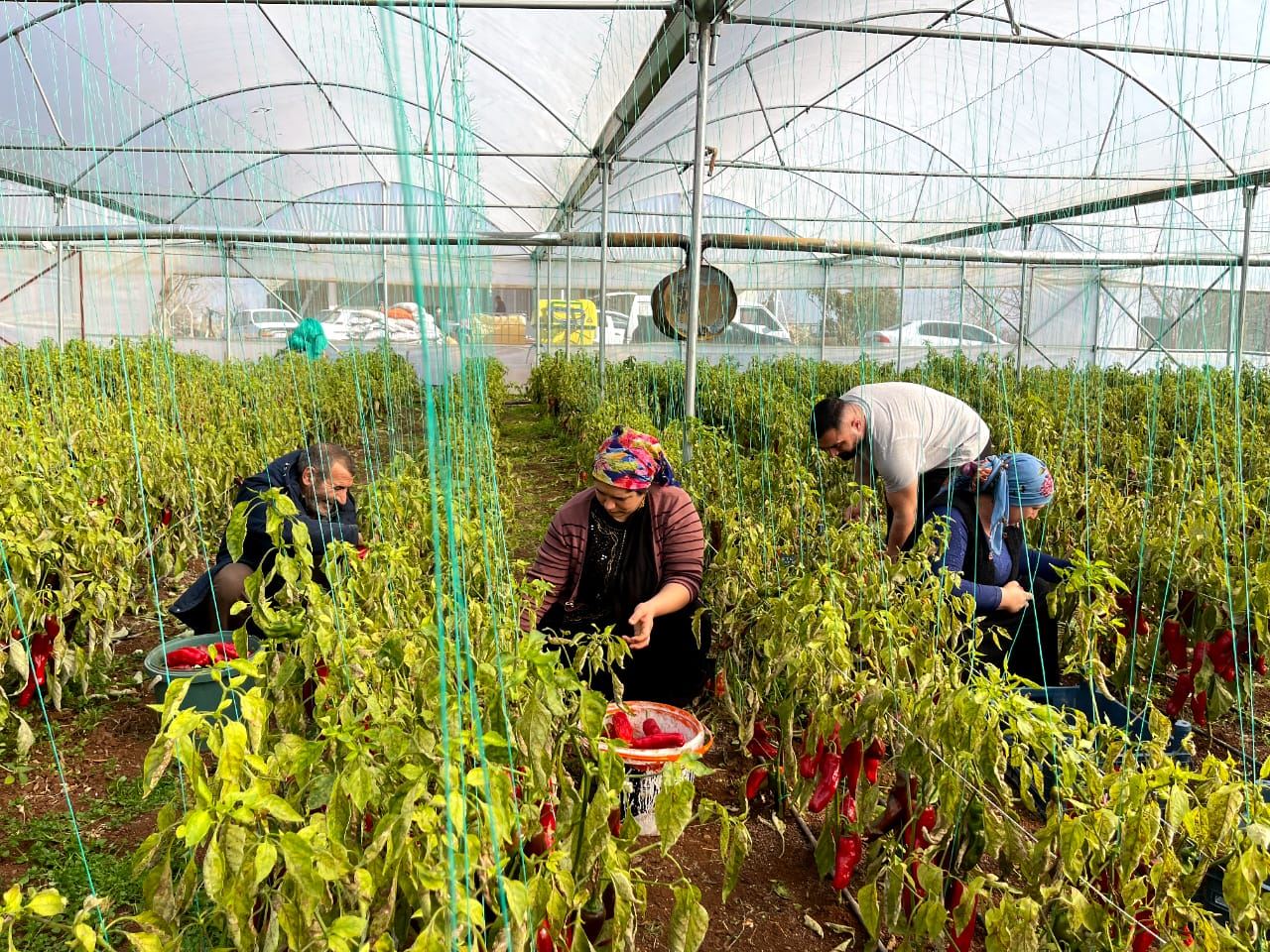 Greenhouse farming on the rise in southeast Turkey