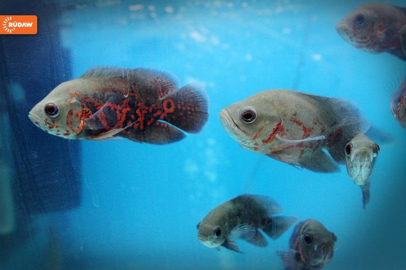 Silêmanî...Pêşangeha seg, meymûn, masî û çûkan