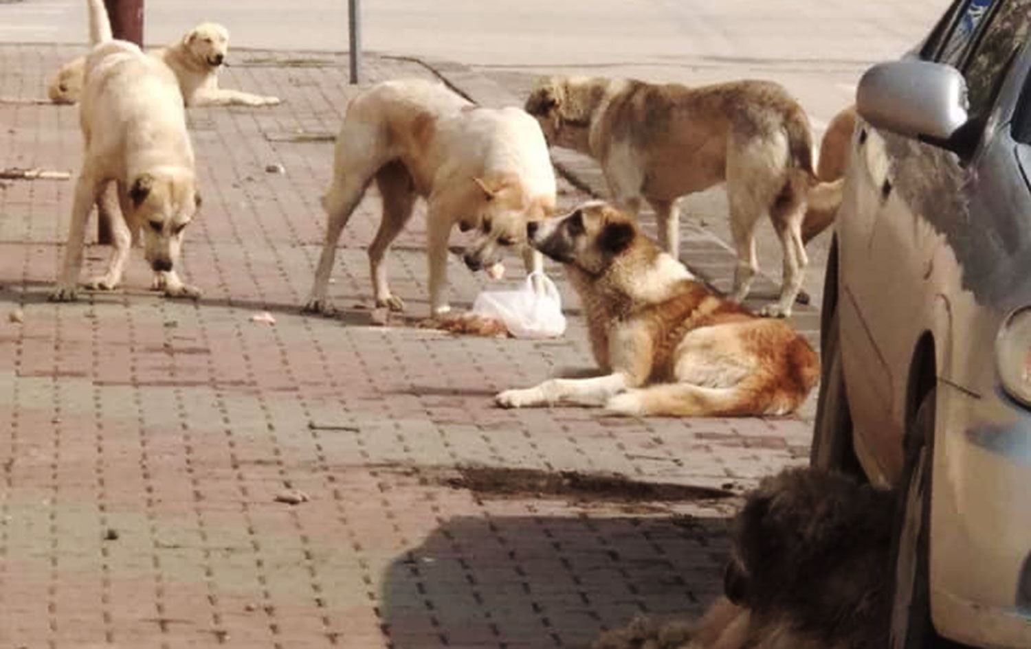 Başıboş köpekler 