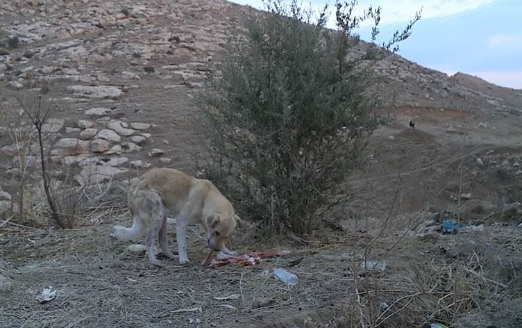 شارەوانیی بنەسڵاوە: ئەم هەفتەیە 100 سەگی بێلانە کۆکراونەتەوە