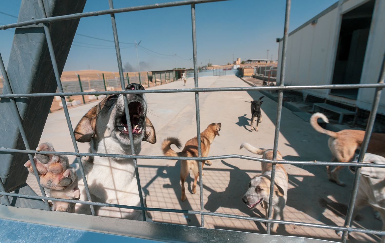 Hinek kûçikên ku hatine girtin / Wêne: Rûdaw