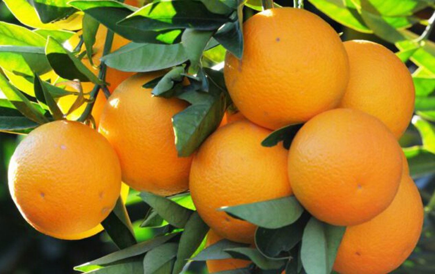 پار تورکیا بایی 197 ملیۆن دۆلار مزرەمەنیی هەناردەی عێراق کردووە