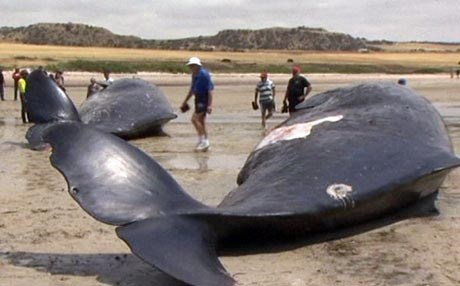 ڤیدیۆ.. مردنی 6 نەهەنگ لە ئوسترالیا