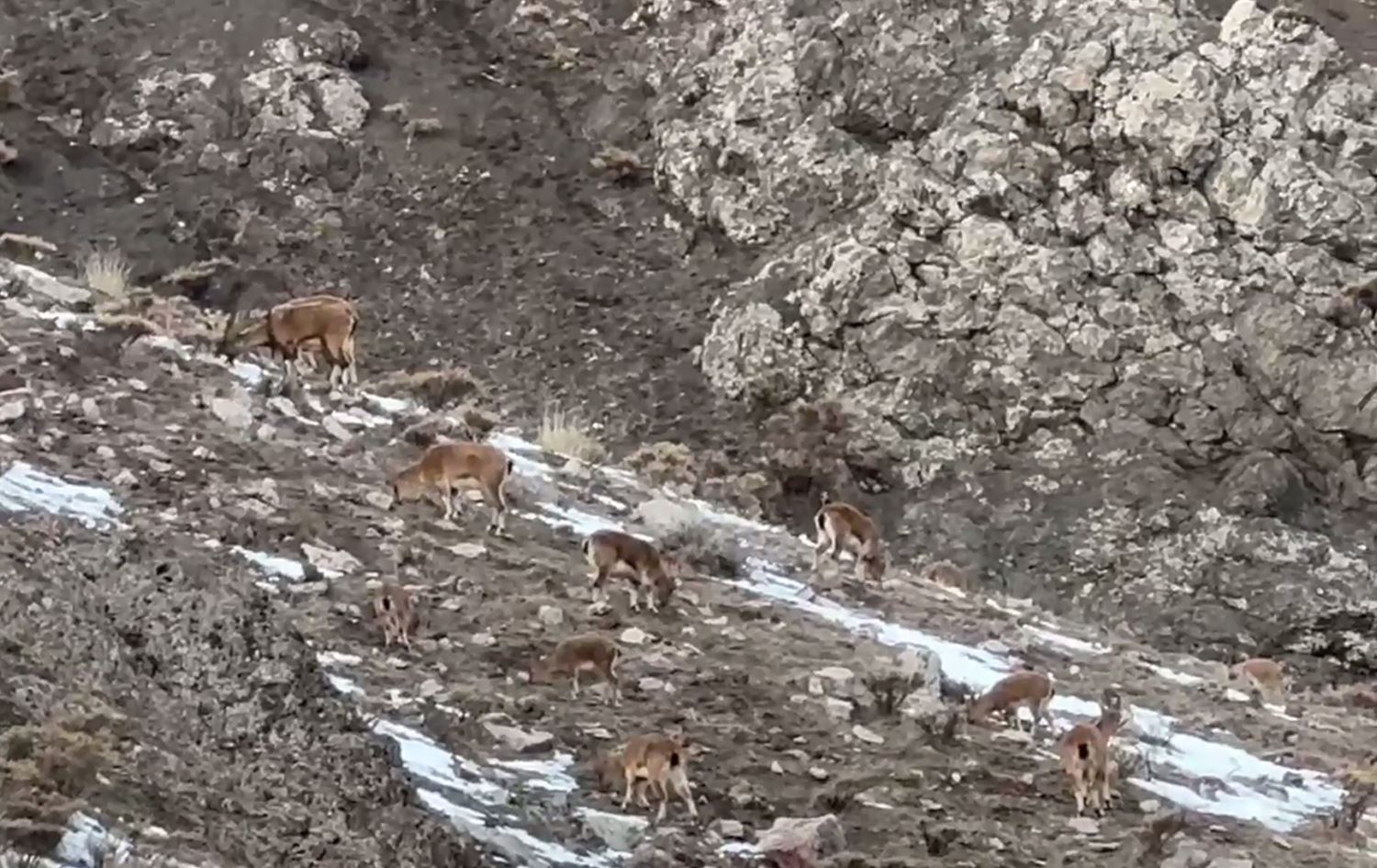 Keriyê pezkoviyan /Wêne: Ji vîdeoya AAyê