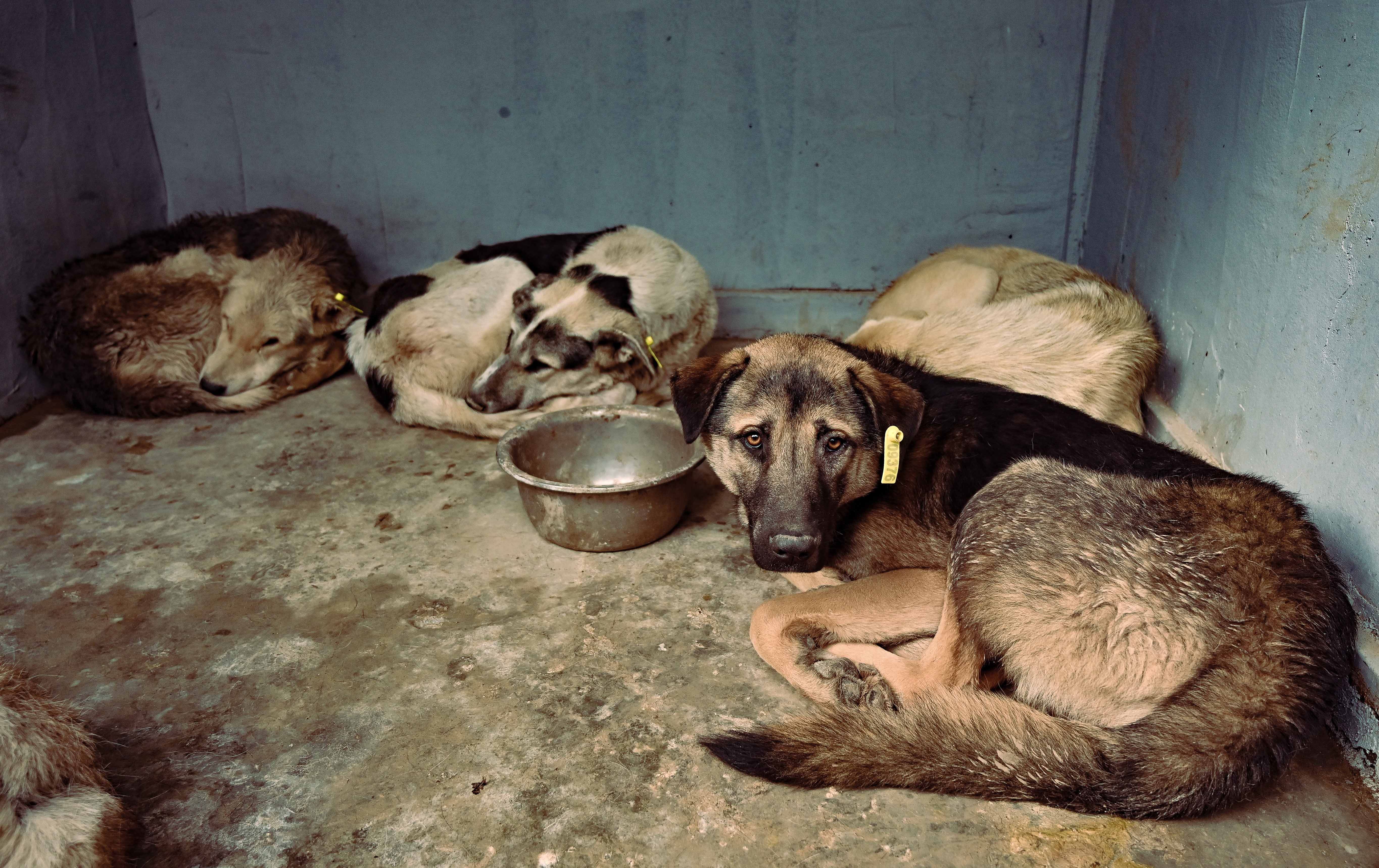 شارەوانیی کەسنەزان: 340 سەگ براونەتە شێڵتەر