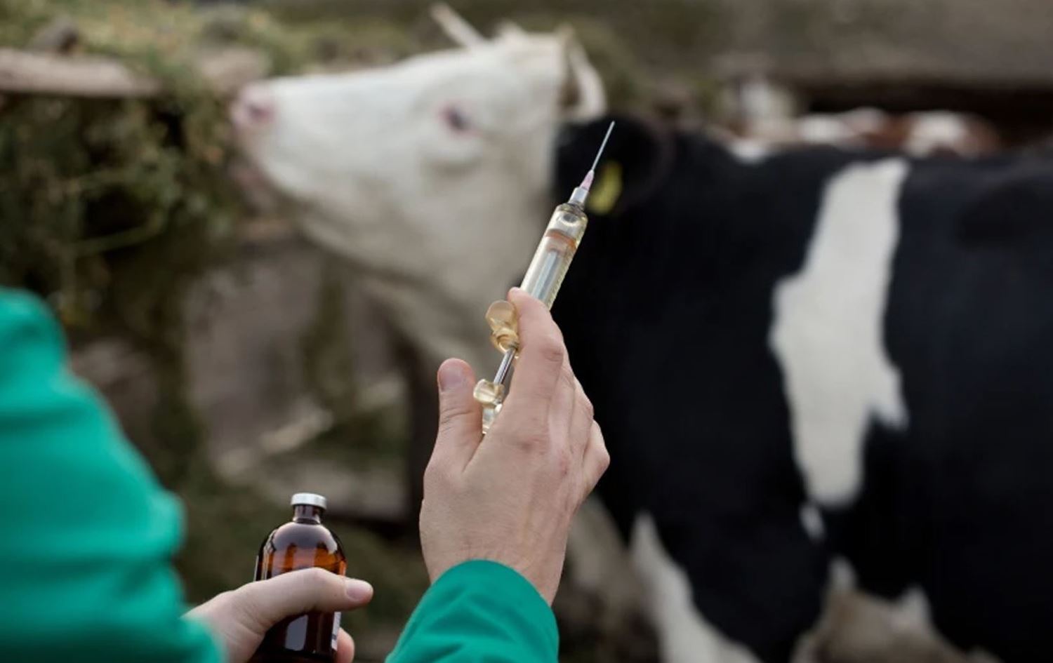 بەڕێوەبەری ڤێتێرنەریی هەولێر: نەخۆشیی تەبەق لەنێو ئاژەڵان بڵاوبووەتەوە