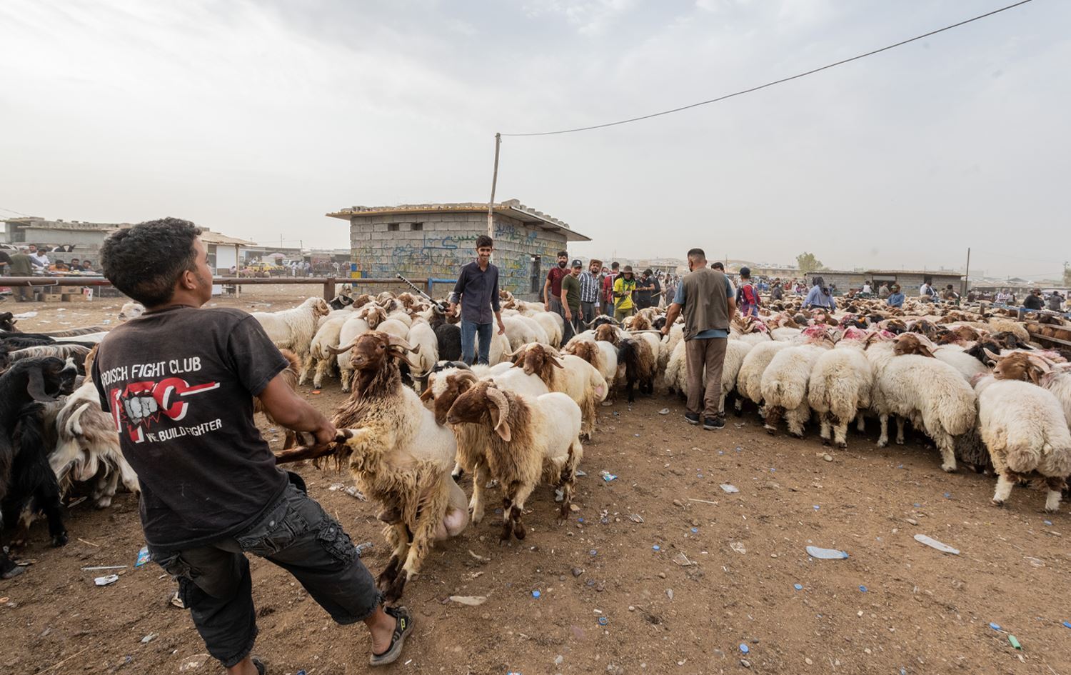 ئوردن: مەڕەکانی عێراق نەخۆش نەبوون