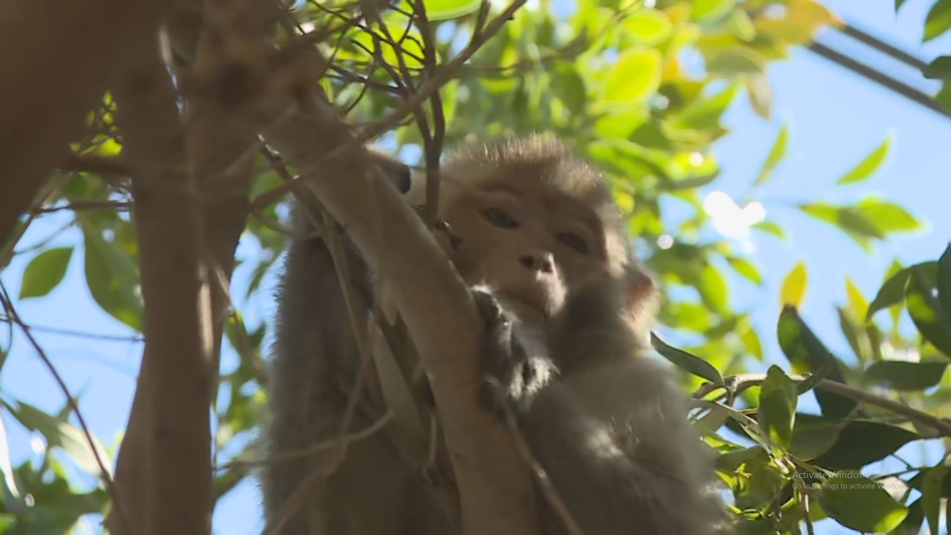 مەیموونێکی بێخاوەن پێڵاو و پارچە زێڕێک لە گەڕەکێکی هەولێر دەدزێت