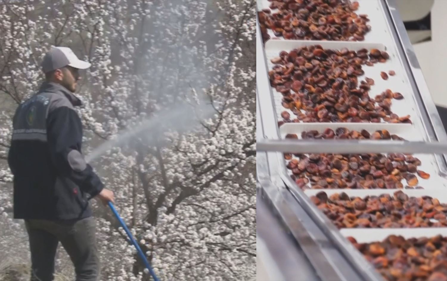 Cotkarekî ku mişmişan derman dike/ Wêne: AA, Anka