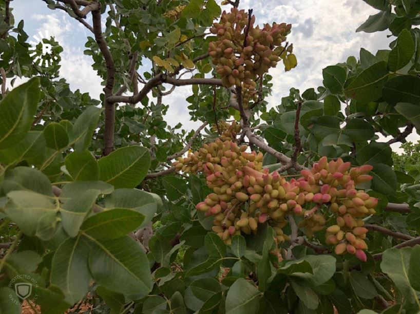 Dara fistiqan/Wêne: Rûdaw