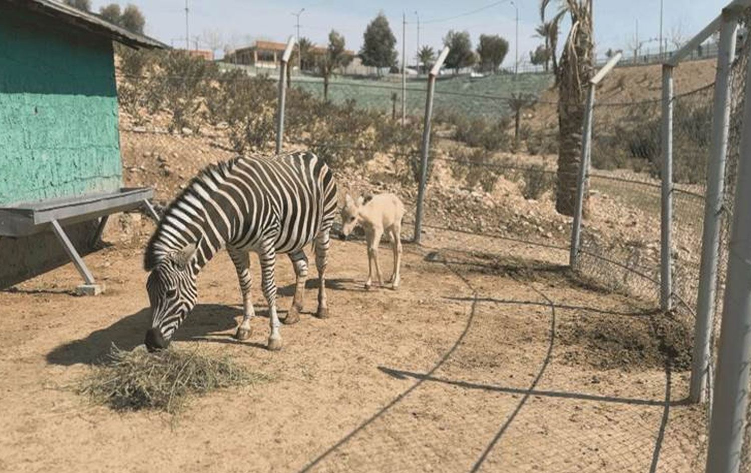 Ji cotbûna hesp û zebrayê hebra çêbû / Wêne û Vîdeo: Rûdaw
