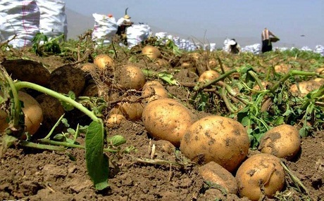 Li Kirmaşanê her sal 3 caran kartol tê çandin